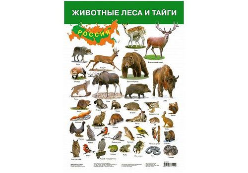 Плакат Животные леса и тайги