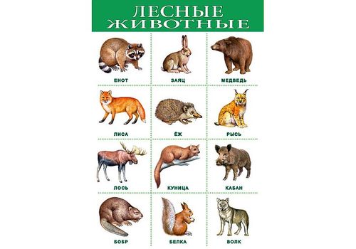 Плакат Лесные животные (дрофа)