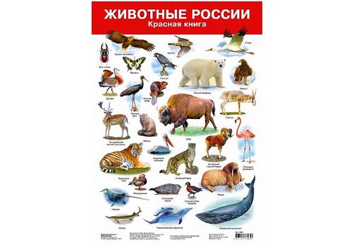 Плакат Животные России - 2 Красная книга