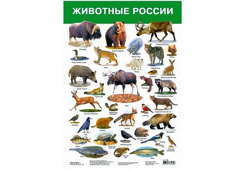 Плакат Животные России