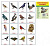 Демонстрационные картинки СУПЕР Зимующие птицы 16 картинок с текстом